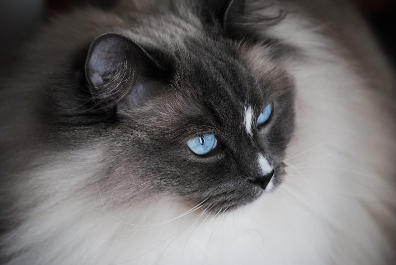 Close-up of an adult blue mitted Ragdoll cat with blue eyes, head and shoulders in profile