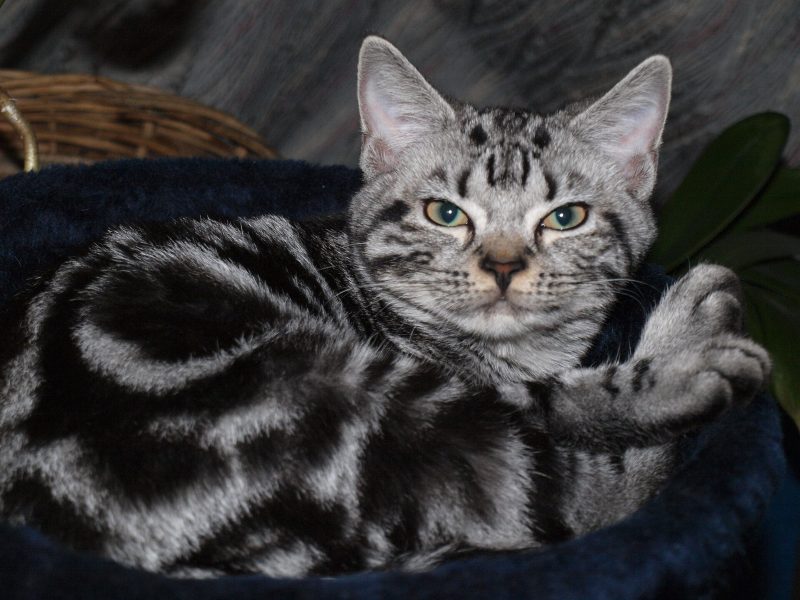 Adult silver classic tabby American Shorthair lying in a dark cat bed and looking at the camera