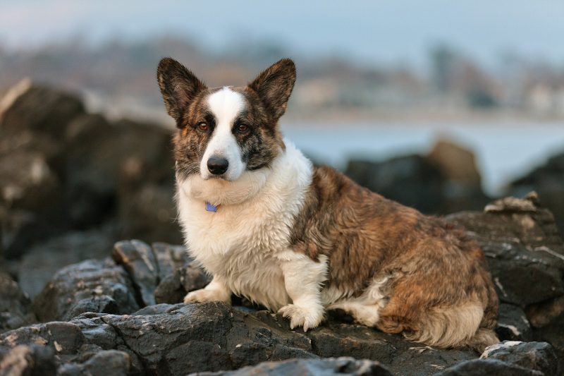 Adult brindle and white Cardigan Welsh Corgi sitting on dark coastal rocks