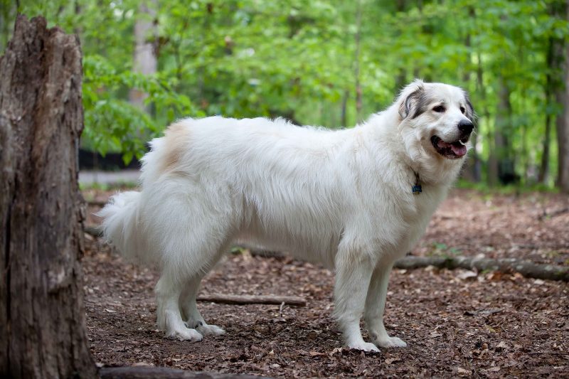 Adult white Great Pyrenees with gray head markings standing in profile in a leafy forest