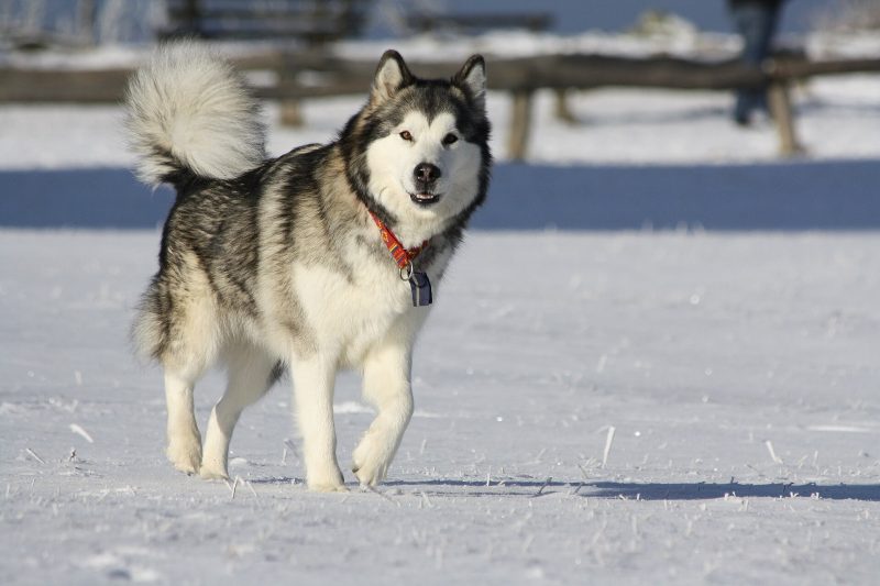 Adult gray and white Alaskan Malamute trotting across a snowy field with its plumed tail over its back