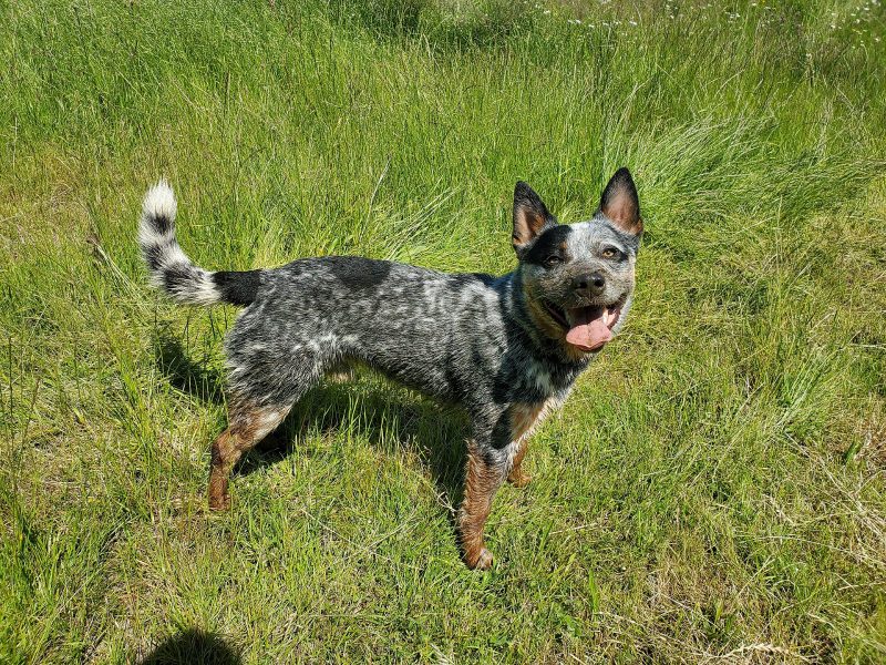 Adult blue speckled Australian Cattle Dog standing in tall grass and looking at the camera