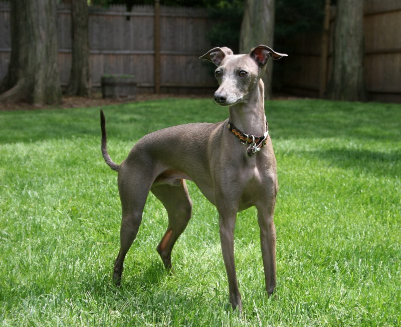 Adult blue-gray Italian Greyhound standing alert on a lawn in front of a wooden fence