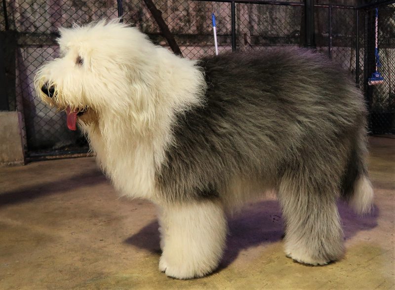 Adult gray and white Old English Sheepdog standing in profile on a concrete floor