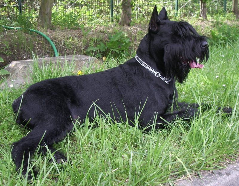 Adult black Giant Schnauzer lying in long grass with its tongue out
