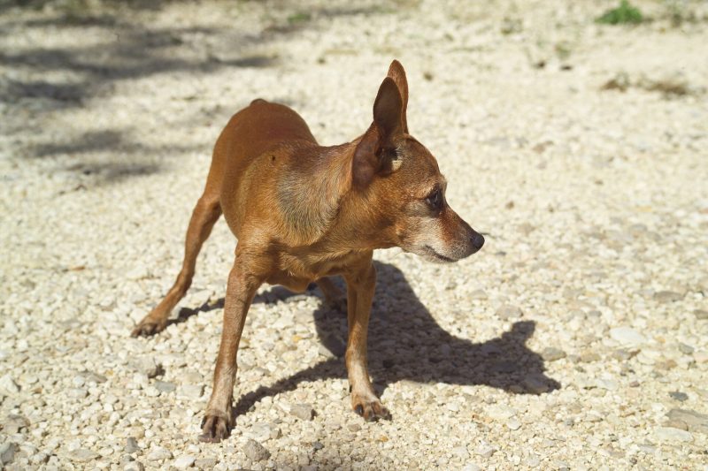 Adult red Miniature Pinscher with natural ears standing on a gravel path in sunlight