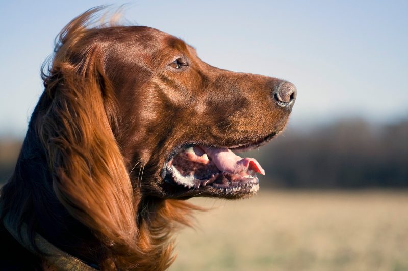 Head and shoulders of an adult mahogany Irish Setter in profile against a blue sky
