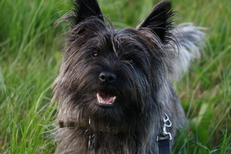 Head and shoulders of an adult gray brindle Cairn Terrier sitting in long grass