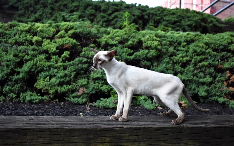 Chocolate point Siamese cat of modern show type standing in profile on a wooden beam in front of a hedge