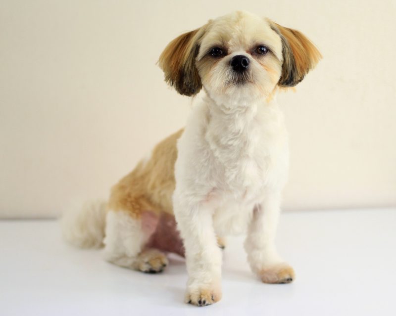 Adult cream and gold Lhasa Apso in a short pet trim sitting against a plain white background