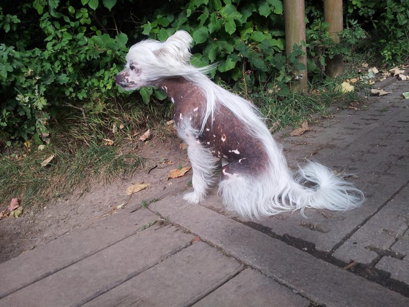 Adult hairless Chinese Crested with spotted skin and a white crest, socks and plume sitting on a wooden walkway