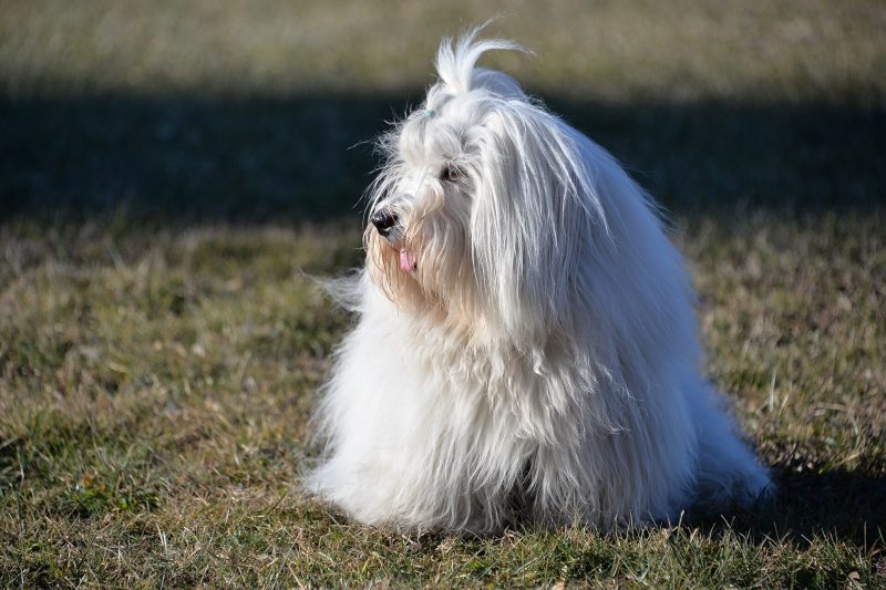 Adult white Coton de Tulear in full coat sitting on sunlit grass