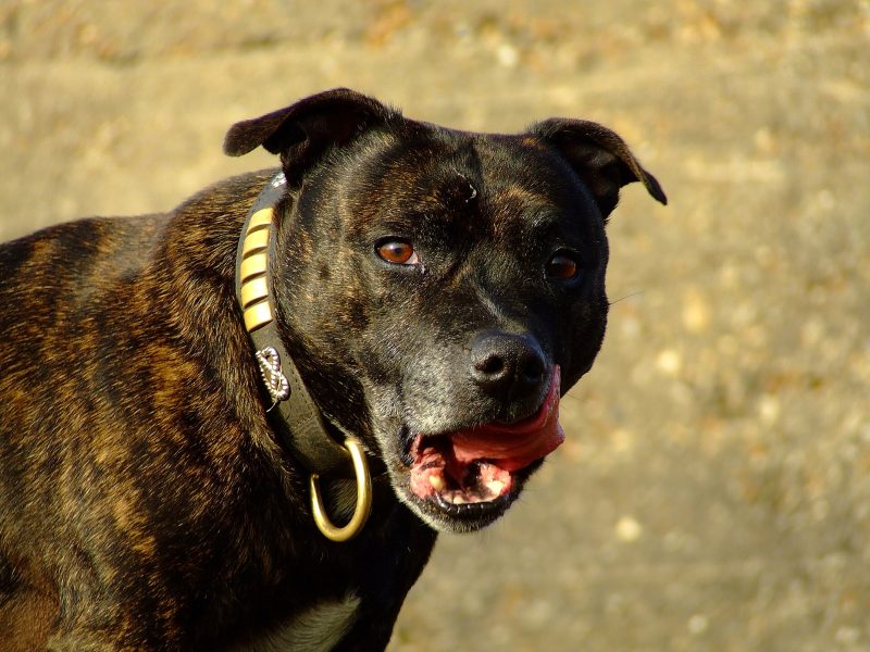 Adult brindle Staffordshire Bull Terrier in head-and-shoulders view, mouth open, against a sandy wall