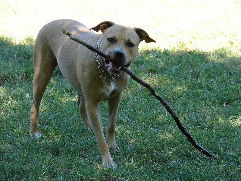 Adult fawn American Staffordshire Terrier standing on grass holding a long stick in its mouth