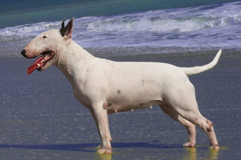 Adult white Bull Terrier standing in profile on a beach with surf behind her