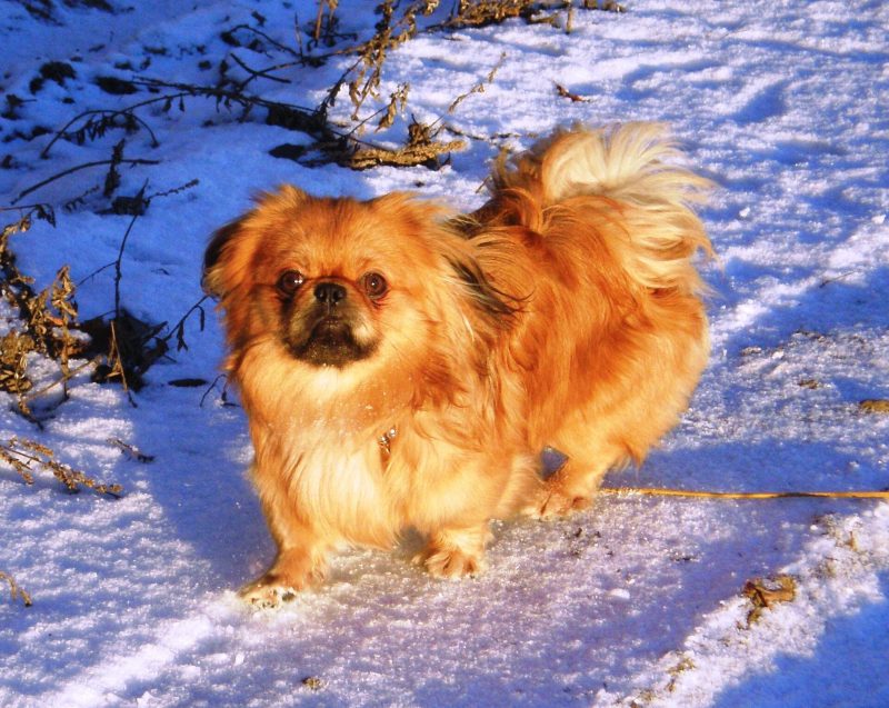 Adult red Pekingese with a black mask standing on snow and looking at the camera