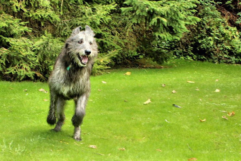 Adult gray Irish Wolfhound trotting across a lawn toward the camera with hedges behind