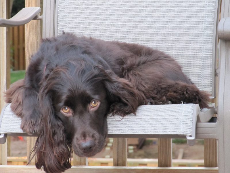 Adult chocolate-brown Boykin Spaniel lying on a patio chair with its head resting on the edge