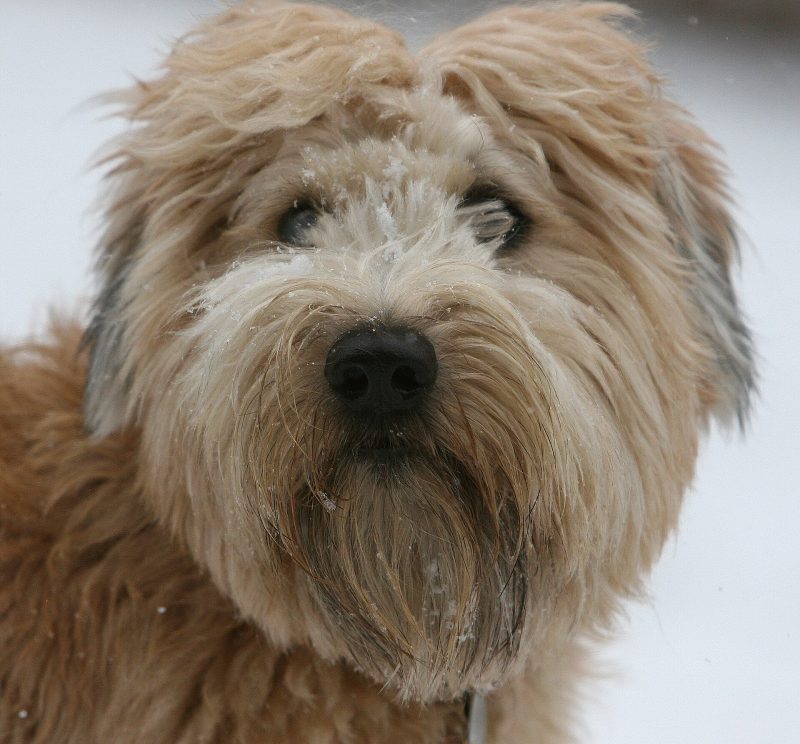 Head and shoulders of an adult wheaten-colored Soft Coated Wheaten Terrier with snowflakes on its face