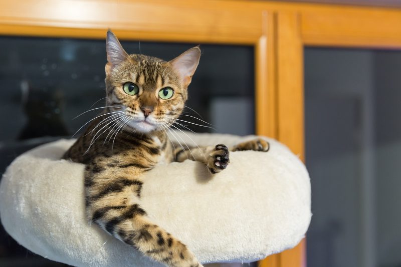 Adult brown spotted Bengal cat with green eyes lying in a cream cat bed and looking at the camera