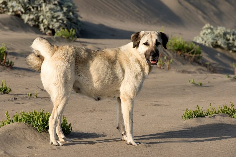 Adult fawn Anatolian Shepherd Dog with a black mask standing on sand dunes in Turkey, looking toward the camera