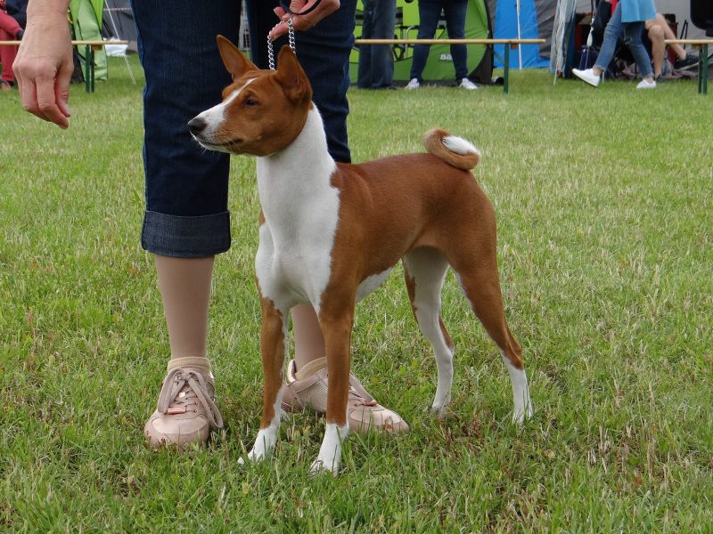 Adult red and white Basenji standing on grass at an outdoor dog show