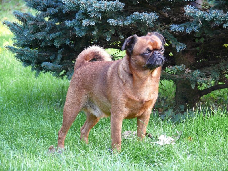 Adult red smooth-coated Brussels Griffon (Petit Brabancon) standing on a lawn in front of a blue spruce