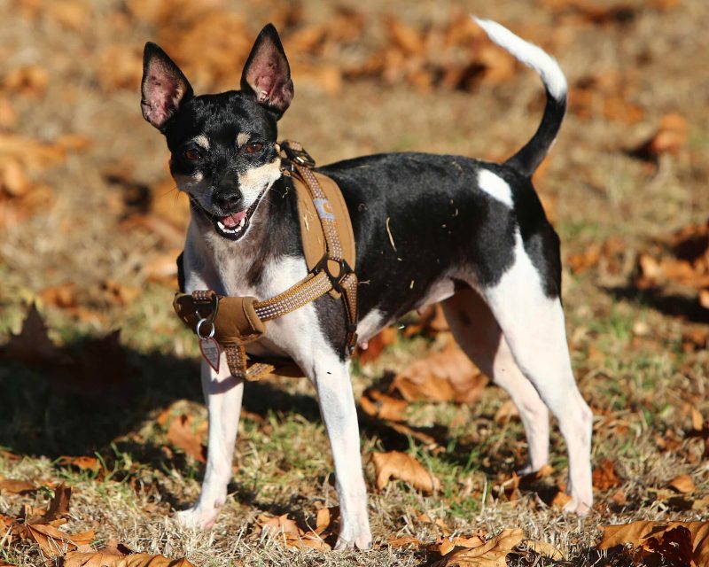 Adult black, white and tan Rat Terrier wearing a harness, standing on fallen leaves