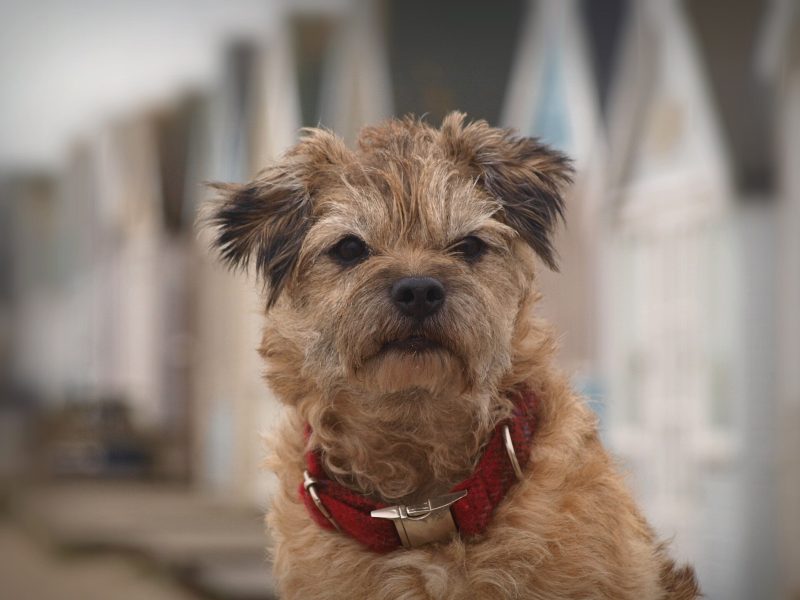 Head and shoulders of an adult grizzle and tan Border Terrier in a red collar in front of beach huts