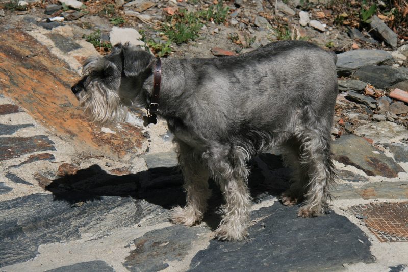 Adult pepper and salt Standard Schnauzer standing on a stone path