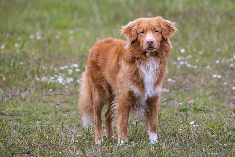 Adult red Nova Scotia Duck Tolling Retriever with a white chest standing in a meadow