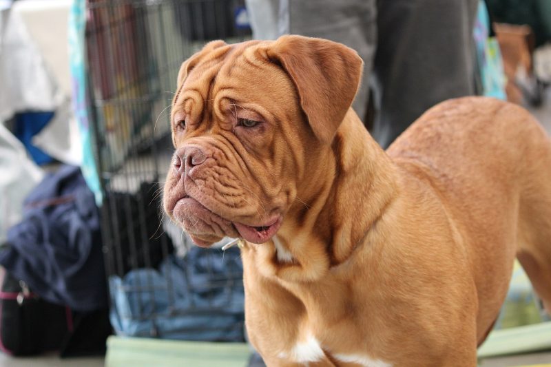 Head and shoulders of an adult fawn Dogue de Bordeaux with a wrinkled face