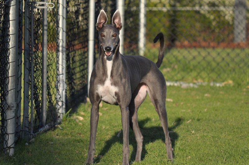 Adult blue Greyhound with a white chest standing on grass beside a chain-link fence