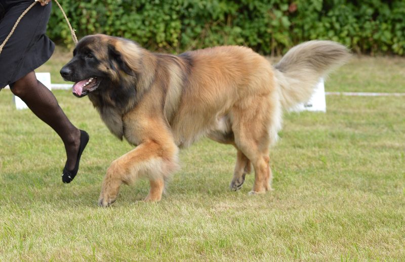 Adult tawny Leonberger with a black mask trotting across a grass show ring