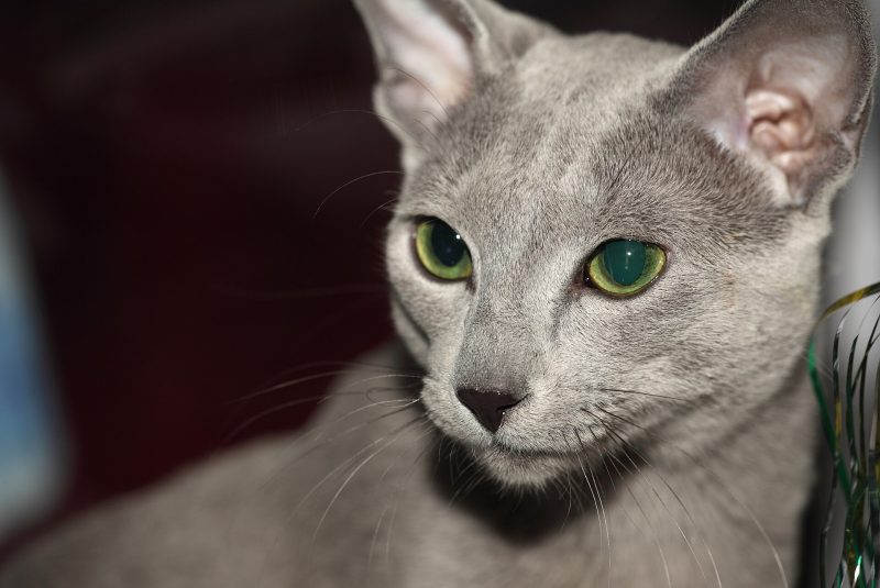 Head and shoulders of an adult Russian Blue cat with vivid green eyes and a silver-tipped blue coat