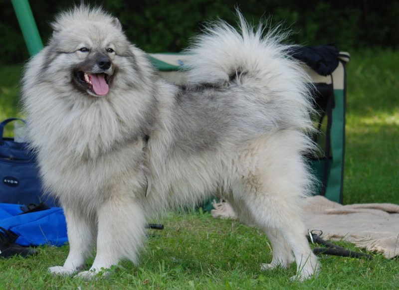 Adult gray and cream Keeshond standing on grass with its plumed tail curled over its back