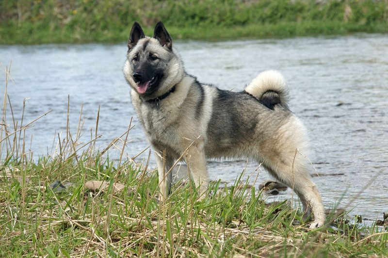 Adult gray Norwegian Elkhound standing on a grassy riverbank with its curled tail over its back