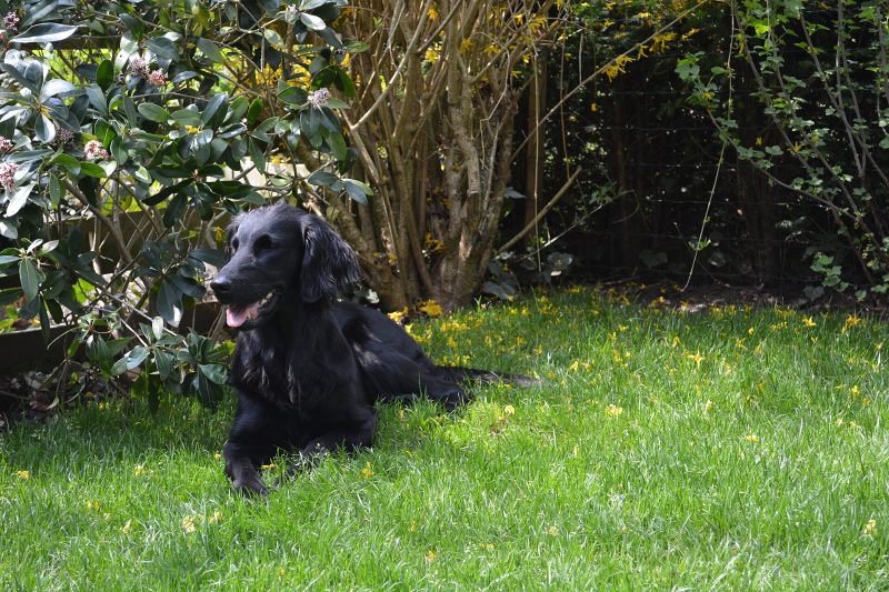 Adult black Flat-Coated Retriever lying on a lawn beside a flowering shrub