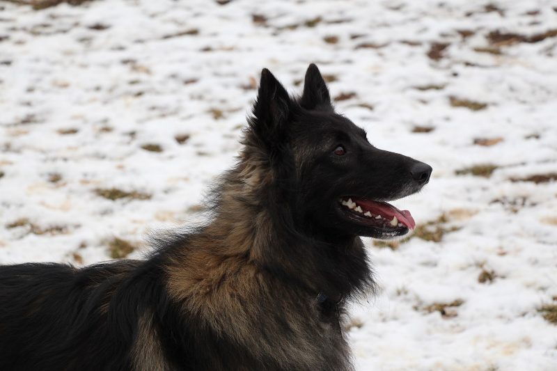 Head and shoulders of an adult male Belgian Tervuren with a black mask standing in a snowy field
