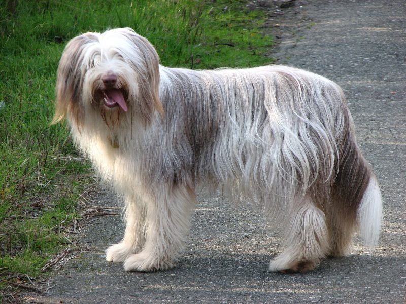 Adult fawn and white Bearded Collie standing on a path with its long coat and beard visible