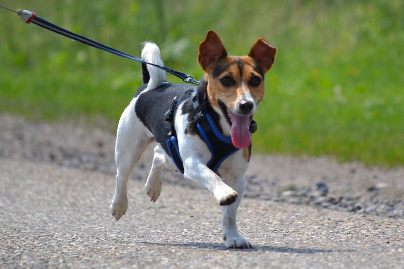 Adult smooth-coated tricolor Jack Russell type terrier in a harness trotting along a gravel path