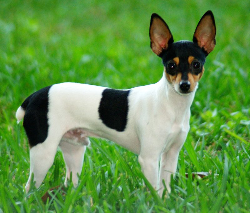 Adult tricolor Toy Fox Terrier with large upright ears standing in green grass