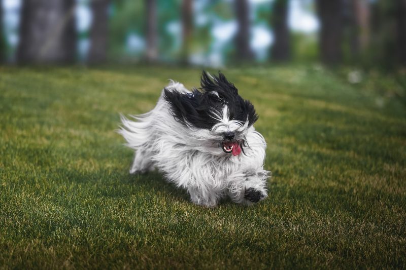 Adult black and white Tibetan Terrier running across a lawn with its tongue out