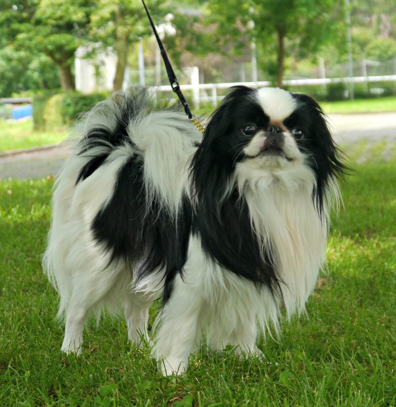 Adult black and white Japanese Chin standing on grass in full coat