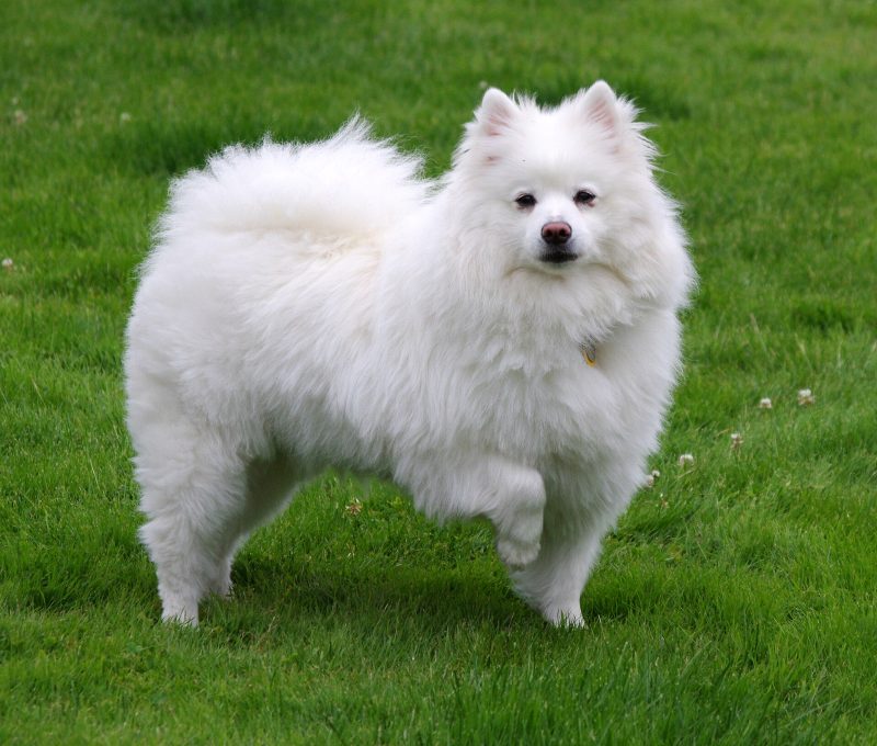 Adult white American Eskimo Dog standing on a lawn with its plumed tail over its back