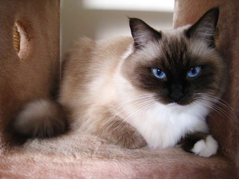 Adult seal point Birman cat with blue eyes and white gloved paws lying in a carpeted cat tree