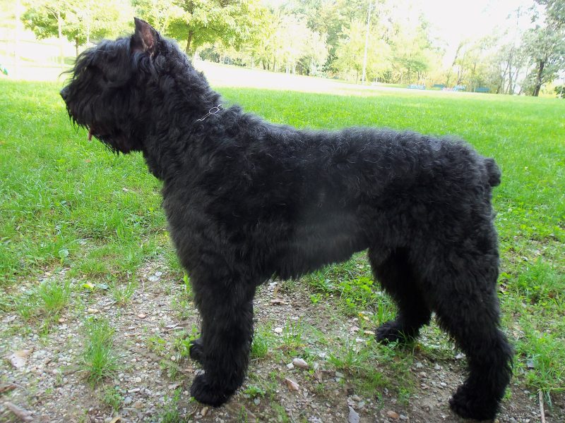 Adult black Bouvier des Flandres standing in profile on grass in a park