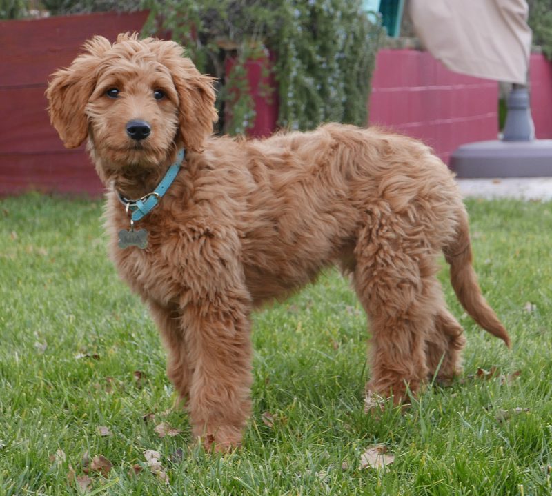 Apricot wavy-coated Goldendoodle standing on a lawn and looking at the camera