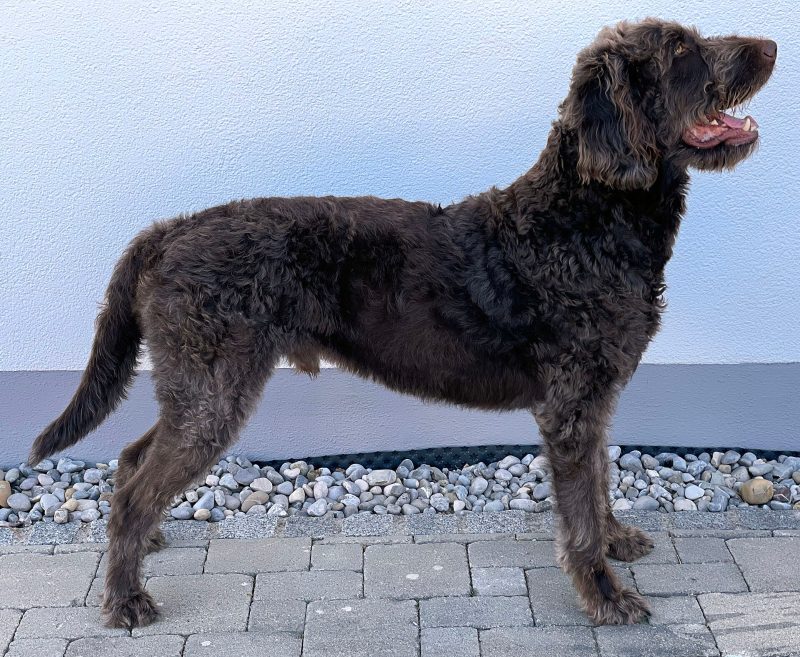 Adult chocolate Labradoodle standing in profile on paving in front of a white wall