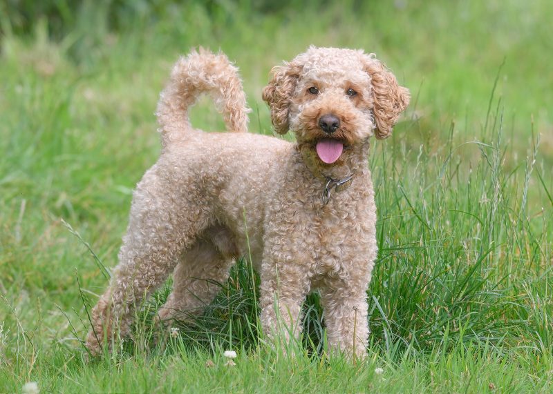 Adult apricot curly-coated Cockapoo standing in long grass with its tongue out